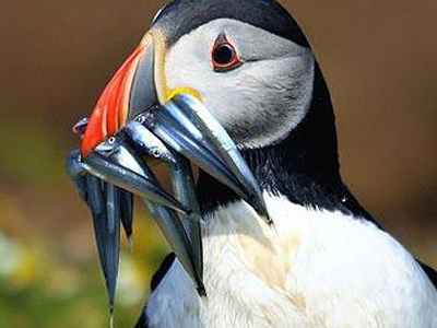 Μεγάλη ψαριά… από μικρό πουλί