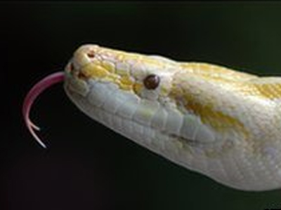 Του επιτέθηκε… με φίδι