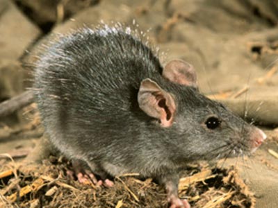 Αρουραίοι έφαγαν δάχτυλα μωρού