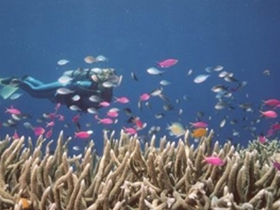 Ανησυχία για τη μόλυνση στο Μεγάλο Κοραλλιογενές Φράγμα