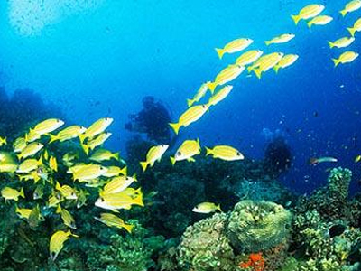 Αναγεννάται ο Μεγάλος Κοραλλιογενής Ύφαλος