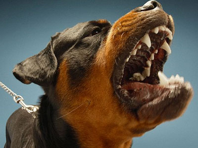 Ροτβάιλερ κατασπάραξαν κορίτσι