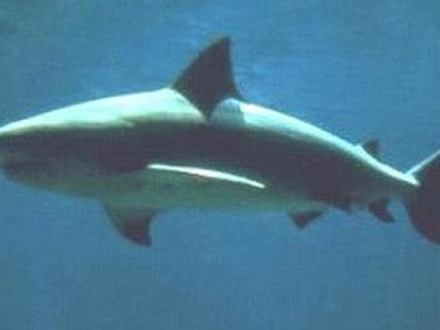 Οι καρχαρίες ήρθαν… από τη ζέστη!