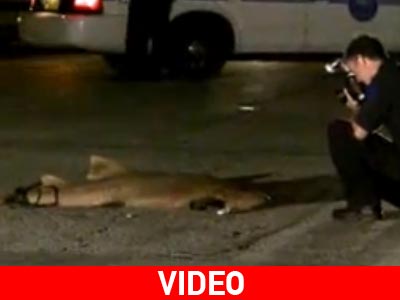 Καρχαρίας… στη στεριά