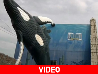 Γάμος σε ενυδρείο με καρχαρίες