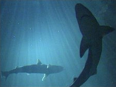 Καρχαρίας γέννησε με καισαρική