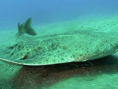 Καρχαρίας ενυδρείου επιτέθηκε σε άνθρωπο