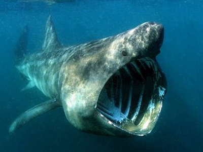 Καρχαρίες… στα ζεστά