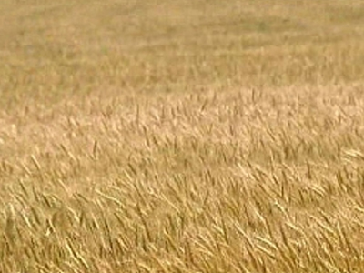 Καθησυχάζει η Ε.Ε. για την αγορά σιτηρών