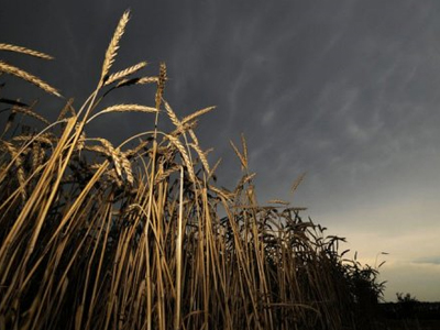 Δυσοίωνες προβλέψεις για τη συγκομιδή σιτηρών