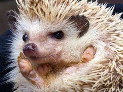 Φορητοί σκαντζόχοιροι!