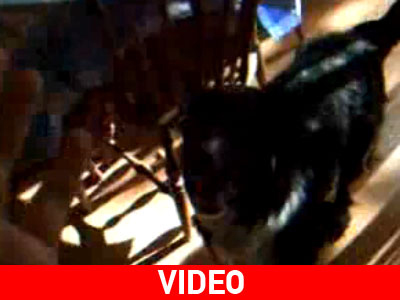 Δεν «σηκώνει» και πολλά αυτός ο σκύλος