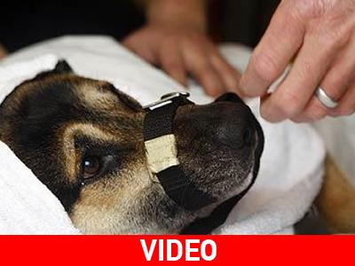 Επιχείρηση διάσωσης για έναν σκύλο