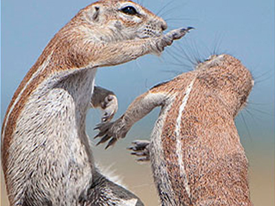 Σκίουροι… με νεύρα