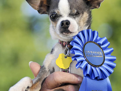 Το ασχημότερο σκυλί του κόσμου