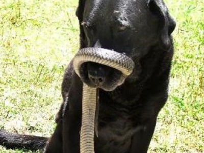 Φίδι «αποστόμωσε» σκύλο