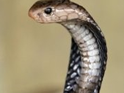 Κόμπρες… βγήκαν παγανιά