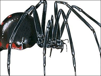 Τον δάγκωσε αράχνη στο μόριο!