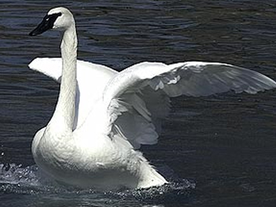 Τον έπνιξε… κύκνος