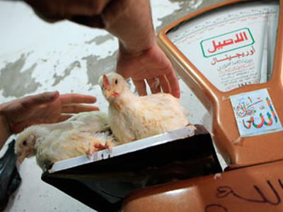 Ιός της γρίπης Η5Ν1 σε ρουμανικό πτηνοτροφείο