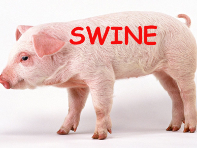 Η εκδίκηση των «γουρουνιών»