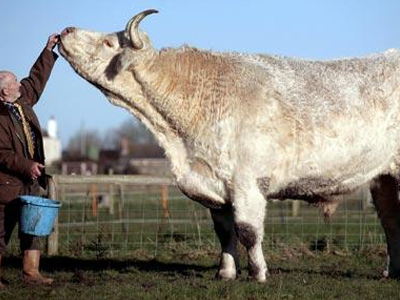 Ταύρος… βαρέων βαρών