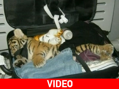 Έκρυβε τίγρη στη βαλίτσα της