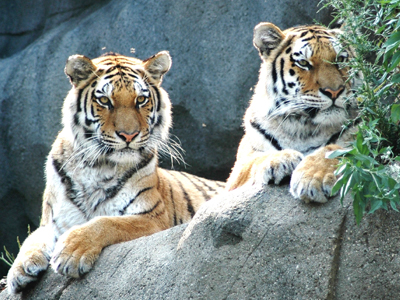 Με εξαφάνιση απειλούνται οι τίγρεις του Αμούρ