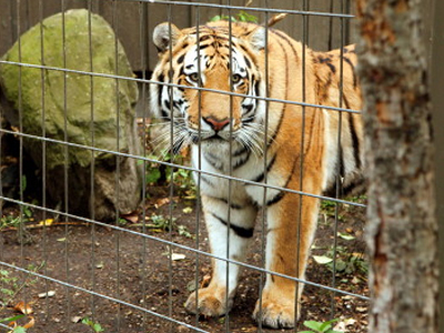 Τίγρις επιτέθηκε σε επισκέπτη ζωολογικού κήπου