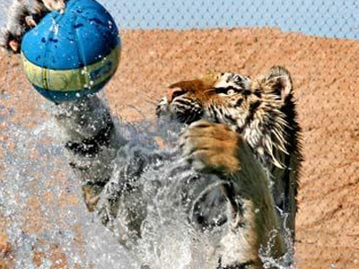 Τίγρεις… εν δράσει