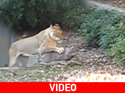 Παραλίγο… σφαγή on camera