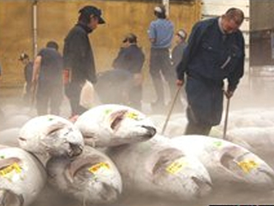 Τόνος… από χρυσάφι