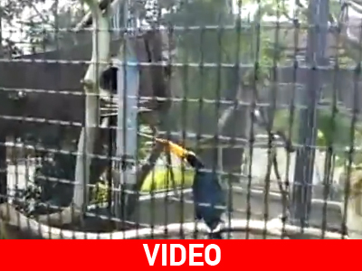 Πτηνά με… μυαλό