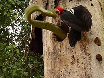 Τρυποκάρυδος εναντίον ερπετού