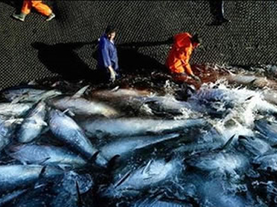 Σώθηκαν από… ψάρεμα 800 τόνοι