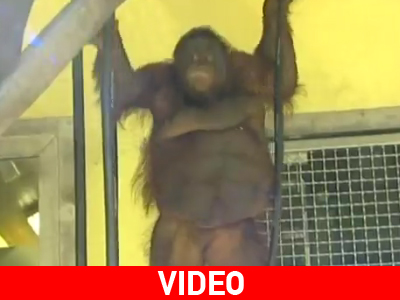 Ουρακοτάγκος σε δίαιτα