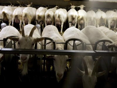 Νοσηλεύονται με βάκιλο του άνθρακα