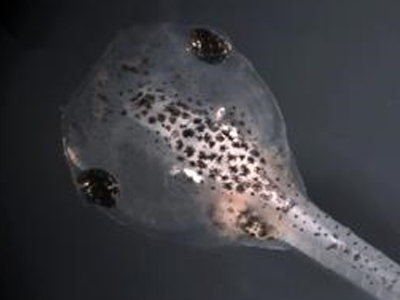 Ξαδέλφια οι βάτραχοι με τους ανθρώπους!