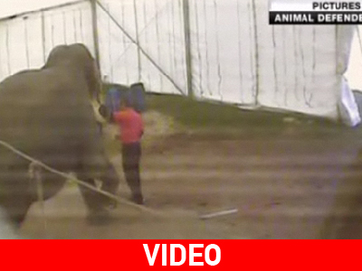 Video – σοκ με κακοποίηση ελεφάντων