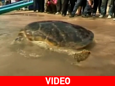 Βουτιές… για χελώνες