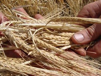 Ρωσία: Ψάχνει στο εξωτερικό για σιτηρά