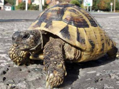 Χελώνα διέσχισε… αυτοκινητόδρομο