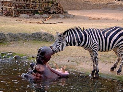 Ζέβρα καθαρίζει τα δόντια ιπποπόταμου!