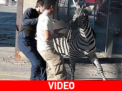 Ευθανασία στη ζέβρα που δραπέτευσε