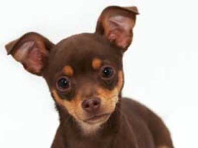 Διάρρηξη με λεία… τσιουάουα