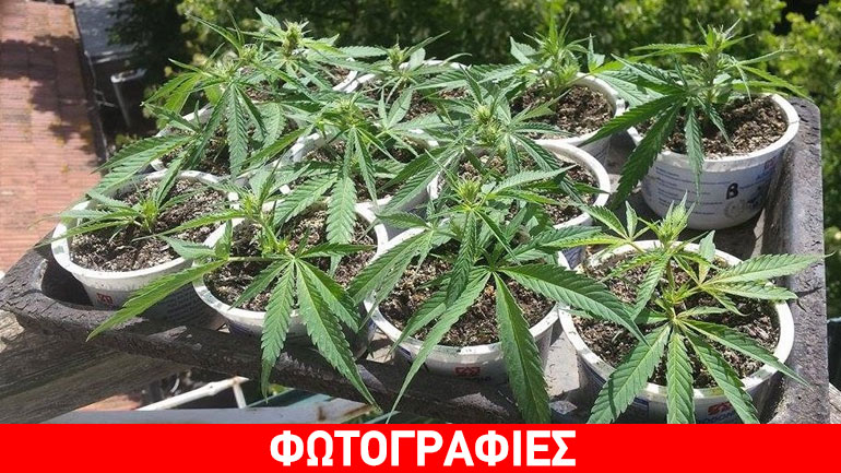 Κέρκυρα: Καλλιεργούσε κάνναβη στο σπίτι του