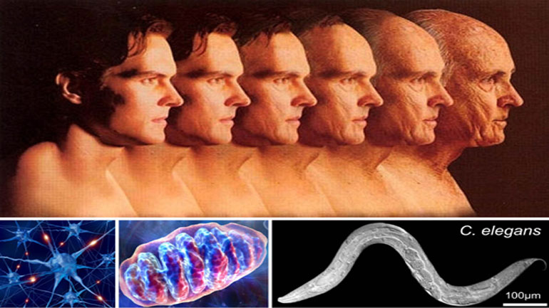 Έλληνες ερευνητές αποκάλυψαν μηχανισμό που ρυθμίζει τη γήρανση