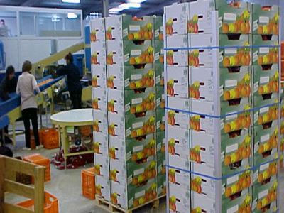 Νέες αγορές αναζητούν οι παραγωγοί φρούτων