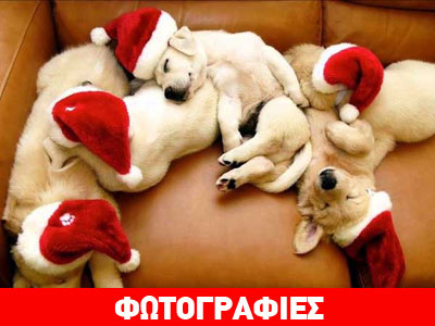 Κατοικίδια στο πνεύμα των Χριστουγέννων…