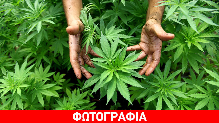 Άρτα: Καλλιεργούσε κάνναβη στην αυλή του σπιτιού του